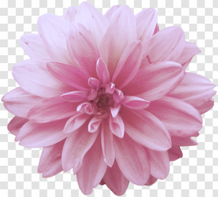 Dahlia Flower Pink Clip Art - Daisy Family - Peony Transparent PNG