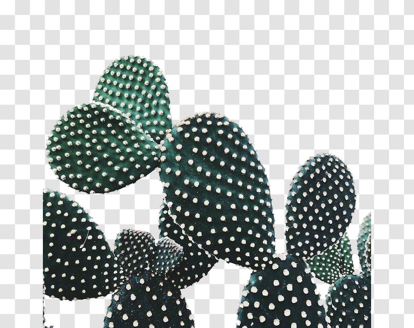 Cactaceae Plant Prickly Pear - Polka Dot - Literary Cactus Transparent PNG