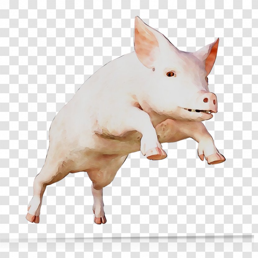 Domestic Pig Pig's Ear Snout - Fawn Transparent PNG