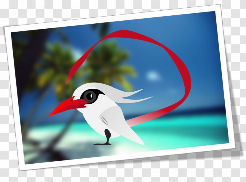 Beak Advertising Fauna Sky Plc - Redbilled Chough Transparent PNG