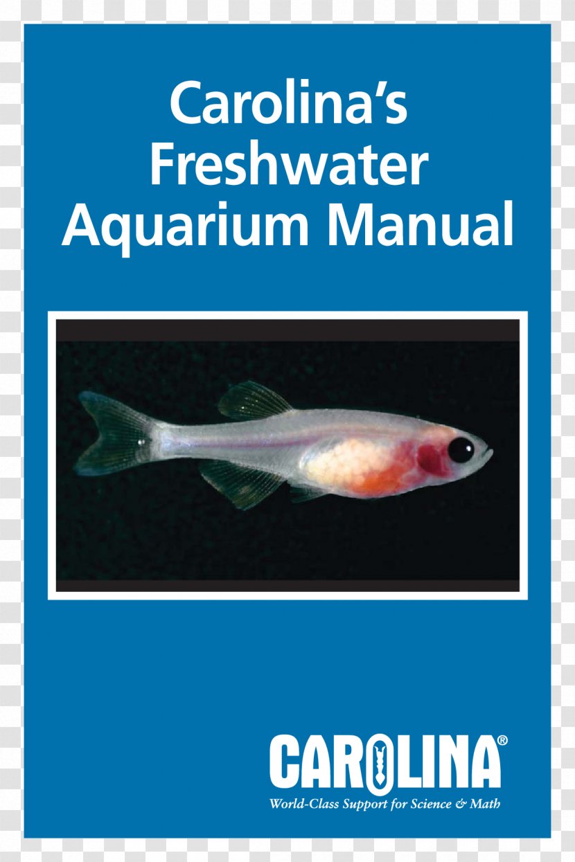 Aquarium Goldfish Aquatic Plants Tetra - Fish Transparent PNG