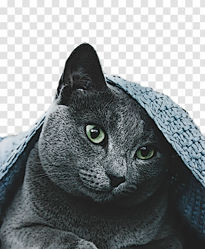 Korat Russian Blue Chartreux Snout Domestic Short-haired Cat Transparent PNG