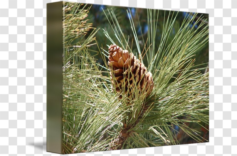 Pine Conifer Cone Bob Travis Spruce Gallery Wrap - Branch - Frame Transparent PNG
