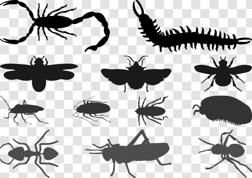 Beetle Cockroach Silhouette Butterfly - Scorpions And Other Insects, Centipedes Vector Transparent PNG