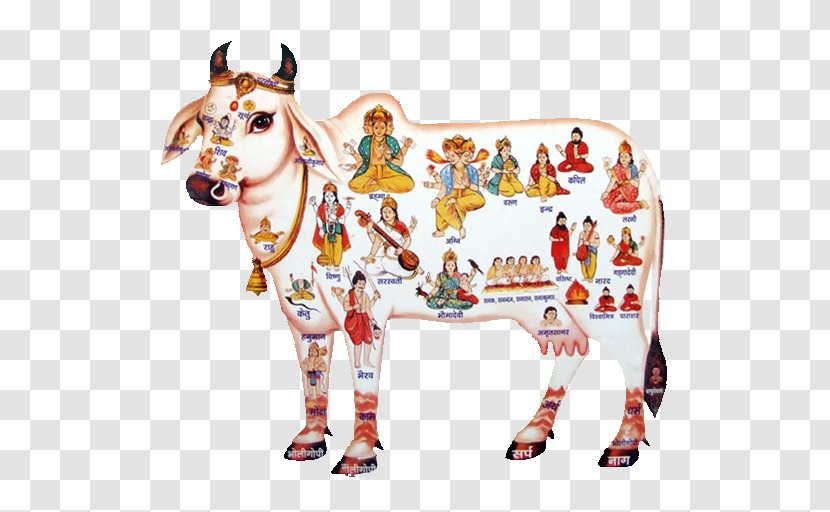 Gyr Cattle A2 Milk Panchagavya - Dairy Farming Transparent PNG