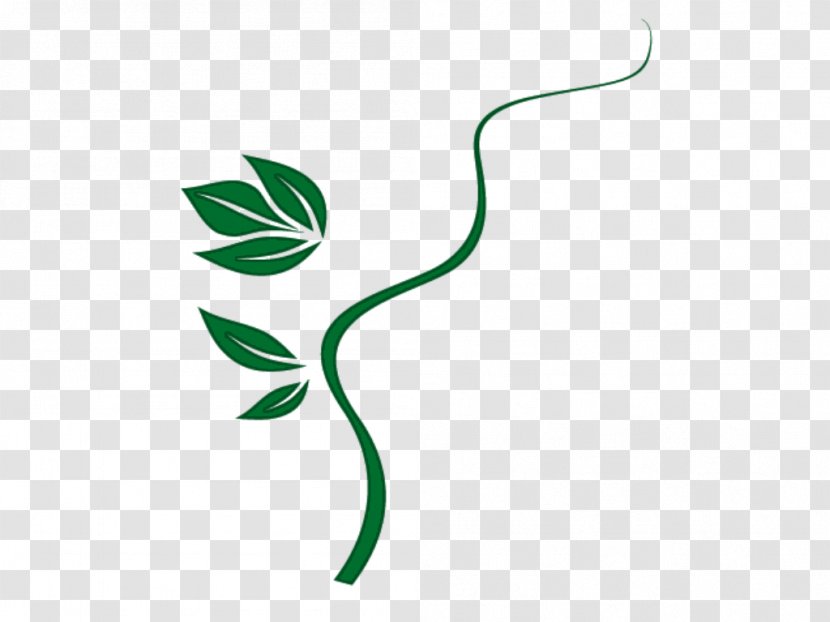 Leaf Petal Plant Stem Flower - Flora - Floral Design Transparent PNG