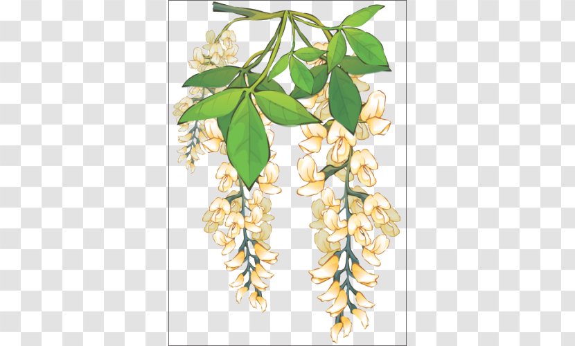 Acacia Plant Black Locust 許地山人生慧語 - Siberian Peashrub Transparent PNG