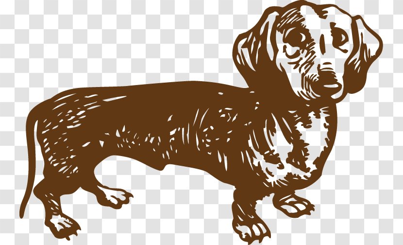 Dachshund Westphalian Dachsbracke Basset Hound Beagle Greyhound - Vertebrate - Carnivoran Transparent PNG