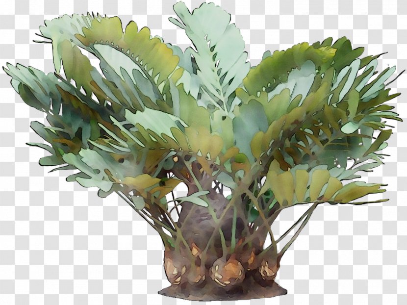 Palm Trees - Flowerpot - Bromeliaceae Transparent PNG