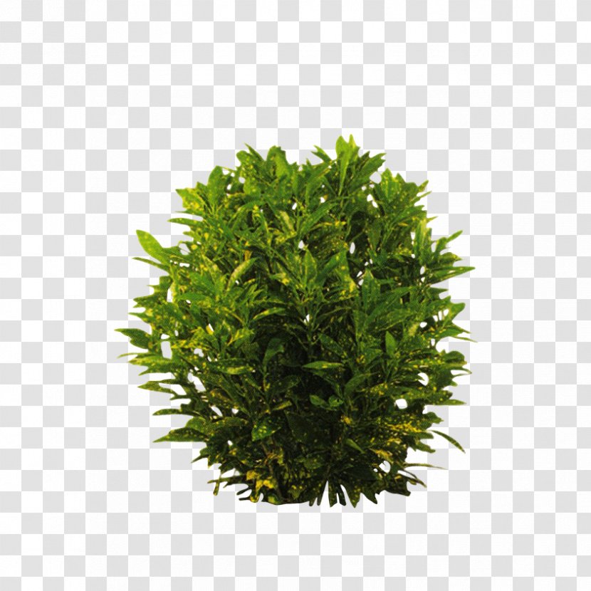 English Yew Water Surface Shrub Plants - Plant - Pine Family Evergreen Transparent PNG