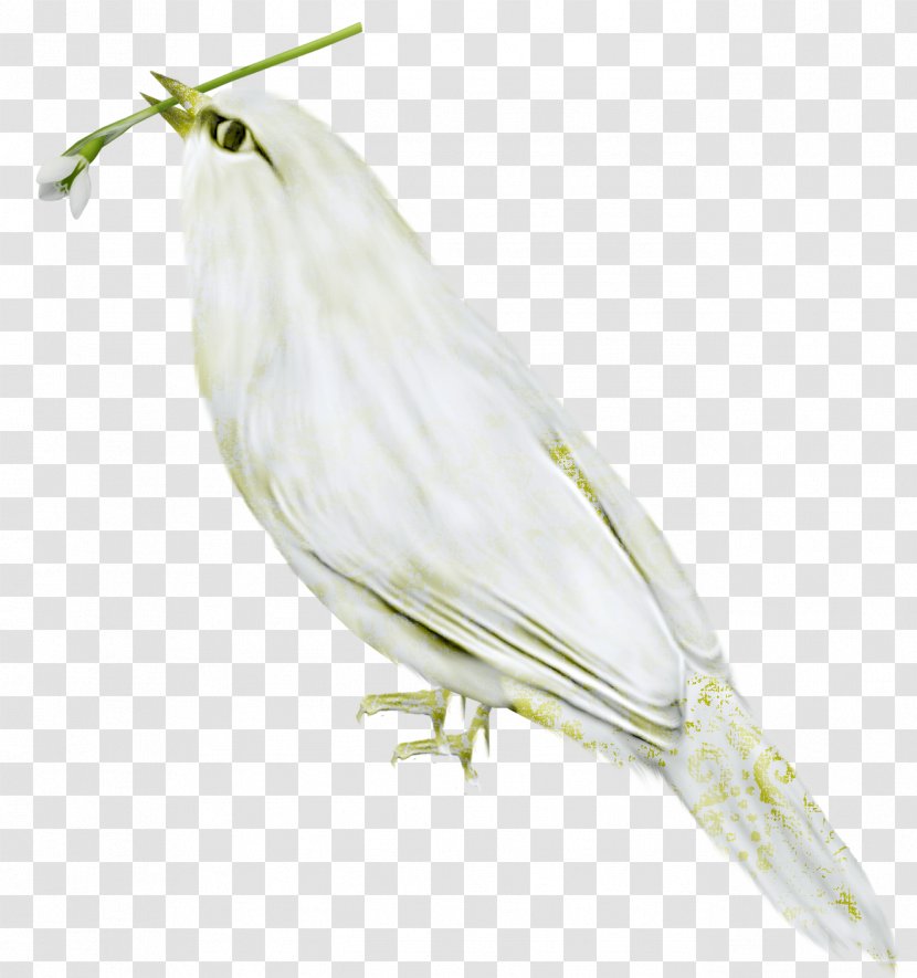 Bird Finch Beak Feather Wing - Perico - Flock Of Birds Transparent PNG