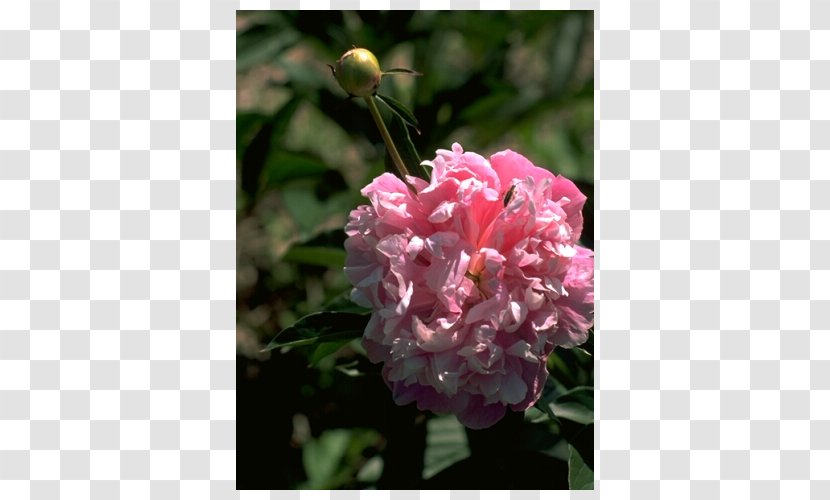 Floribunda Peony Pink M Herbaceous Plant Annual - Family Transparent PNG