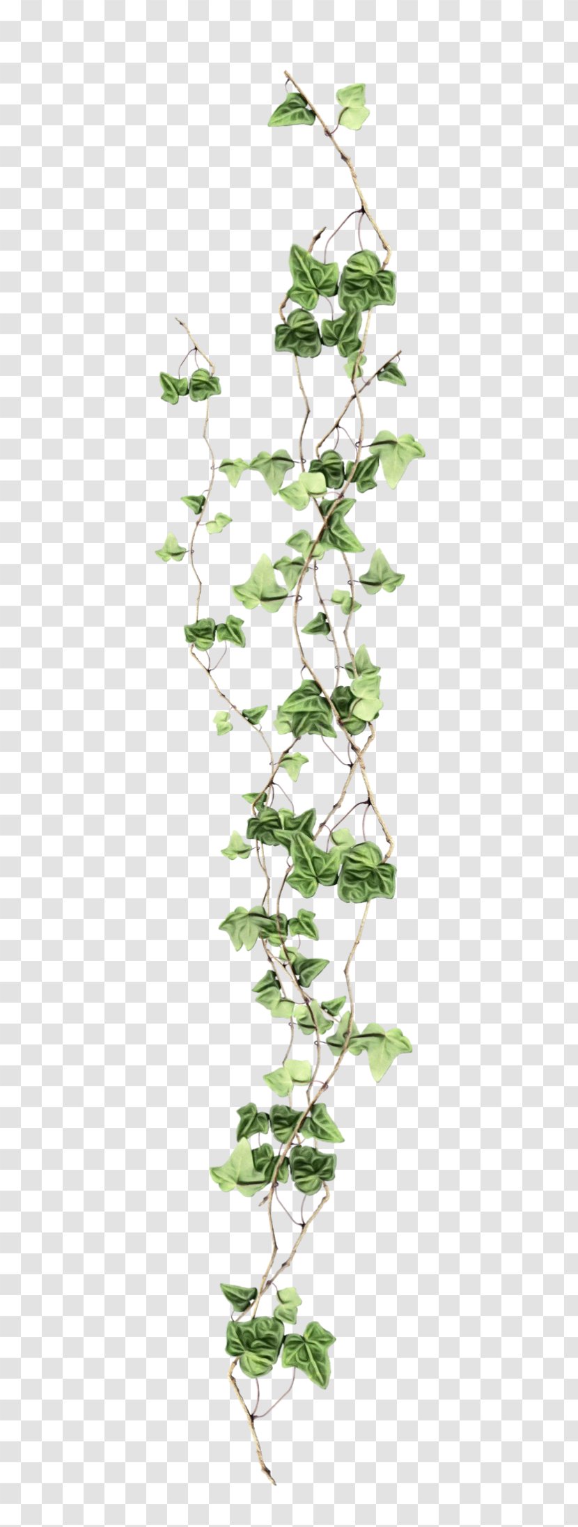 Ivy - Morning Glory - Branch Plant Stem Transparent PNG