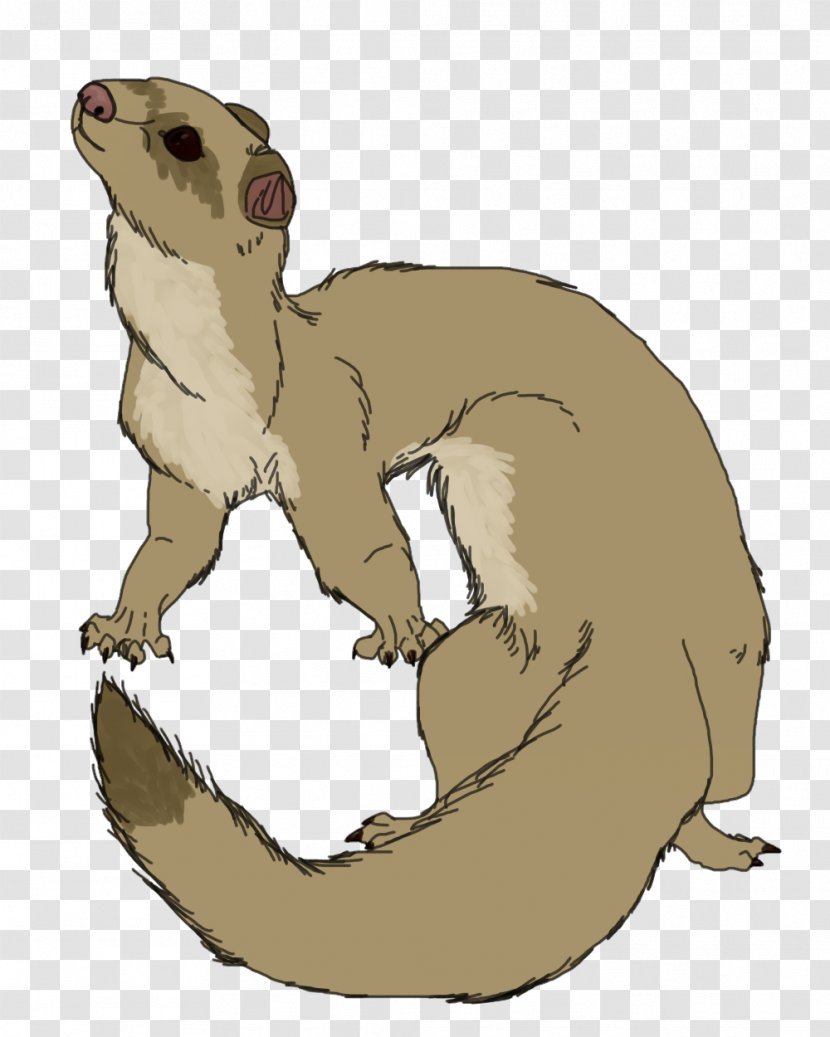 Whiskers Ferret Cat Weasels Snake - Porcupine - Quill Transparent PNG