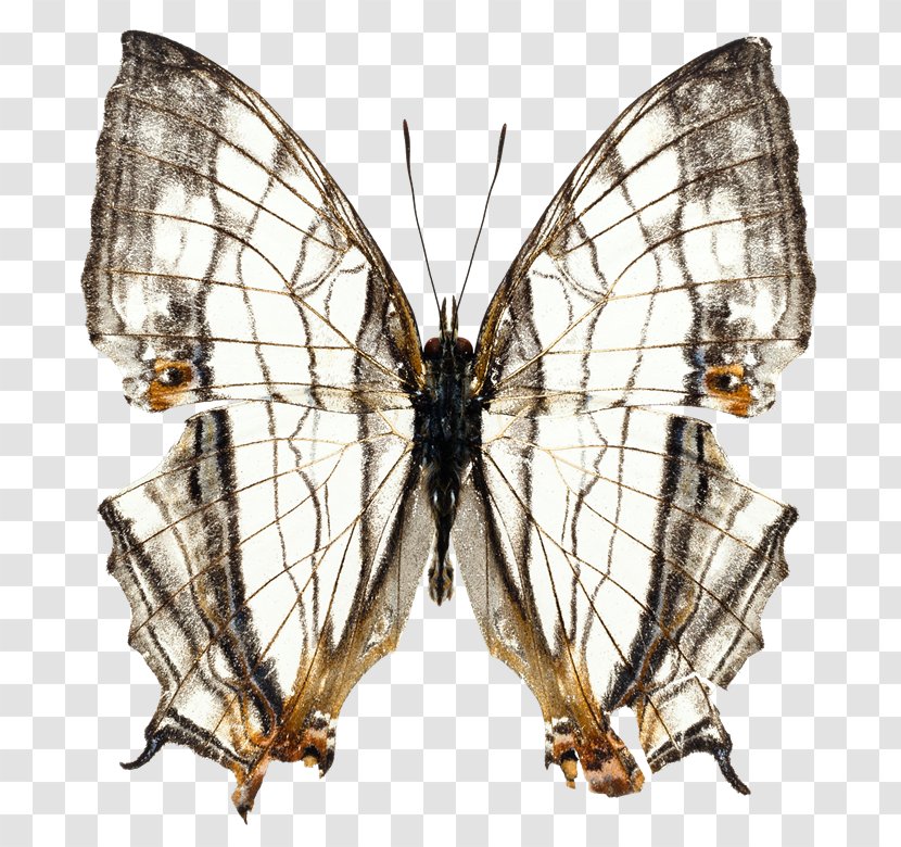 Butterfly Stock Photography Clip Art - Photographic Printing Transparent PNG