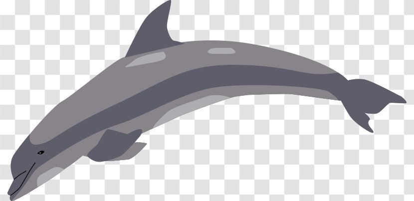 Tucuxi Common Bottlenose Dolphin Clip Art Porpoise Transparent PNG