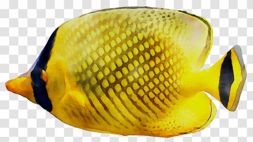 Latticed Butterflyfish Butterflyfishes Yellow Aquarium Coral - Reef - Black Transparent PNG