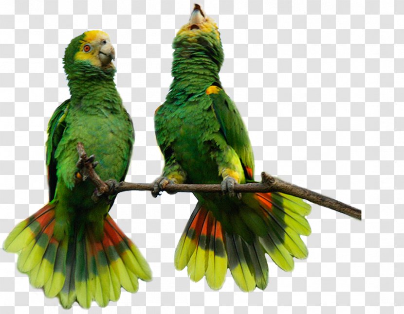 Lovebird Macaw Parakeet Feather Pet - Macaws Nest Transparent PNG