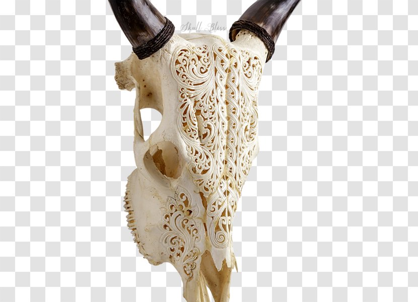 Animal Skulls Horn Head Cattle - Skull Transparent PNG