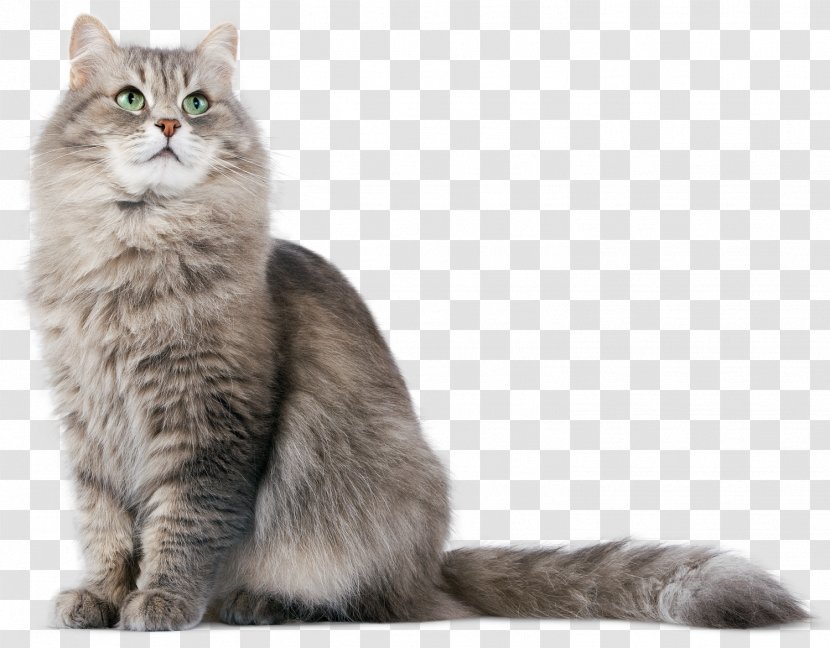 Siberian Cat Kitten Dog - HD Transparent PNG