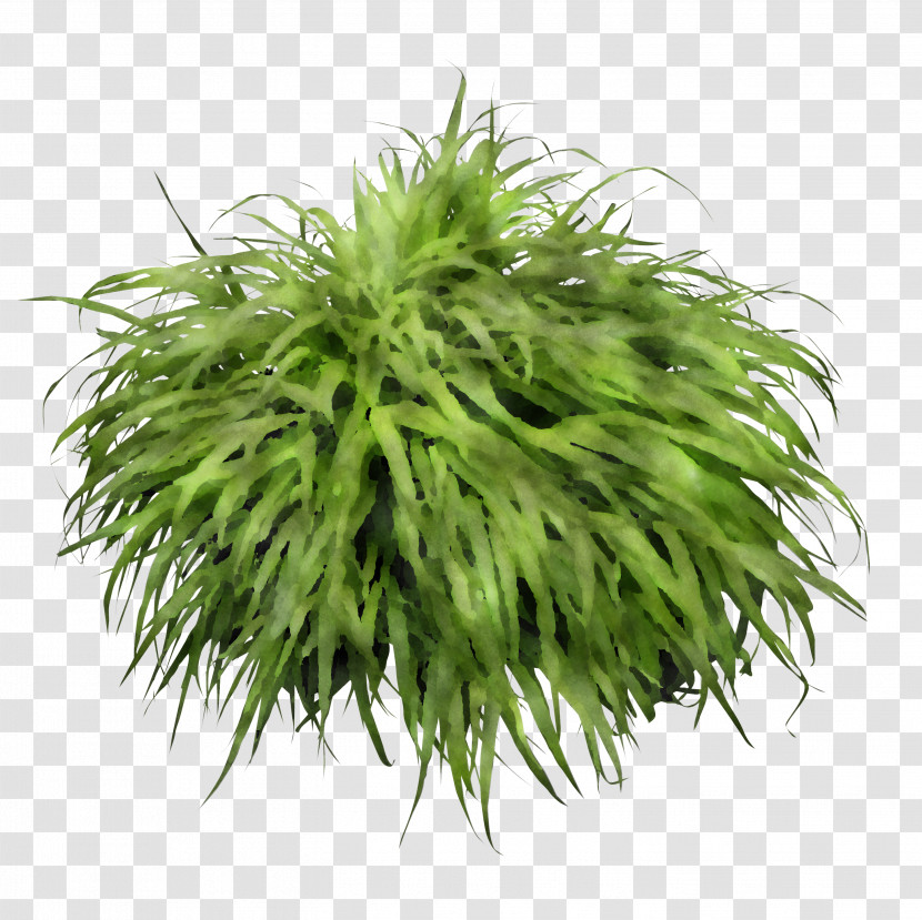 Grasses Transparent PNG