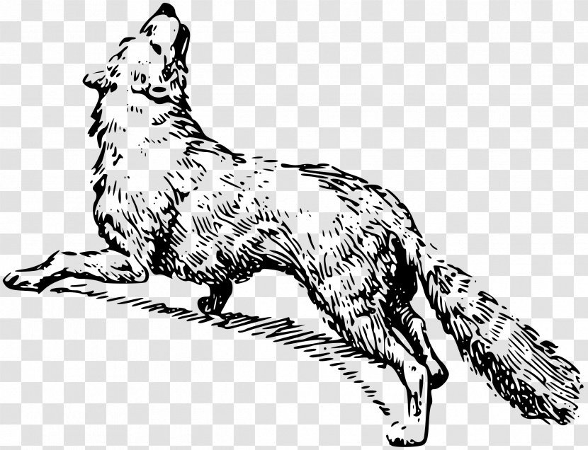 Drawing Black And White Clip Art - Small To Medium Sized Cats - Arctic Fox Transparent PNG