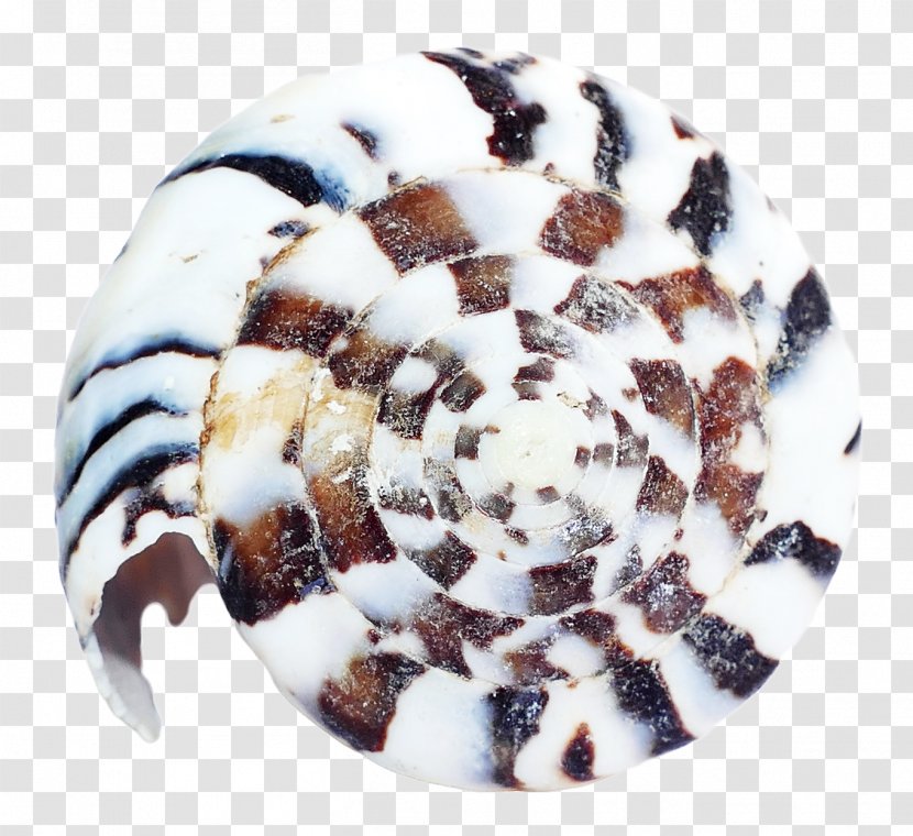 Sea Urchin Seashell Clam - Marine Biology - Shell Transparent PNG