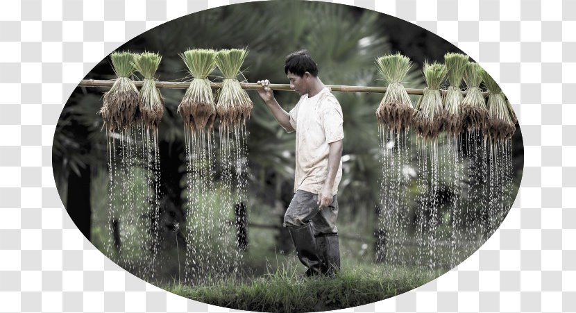 Stock Photography Farmer Agriculture Agribusiness Royalty-free - Paddy Field - Jasmine Rice Transparent PNG