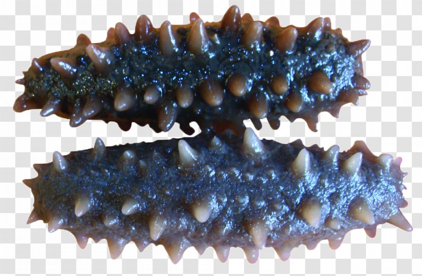 Sea Cucumber As Food Seafood Fish - Invertebrate Transparent PNG