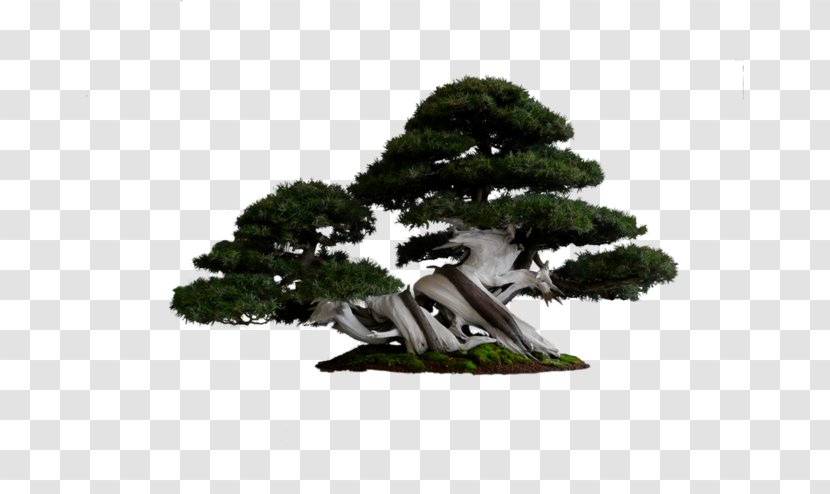 National Bonsai Foundation Tree Pine - Oak - Welcome Song,tree Transparent PNG