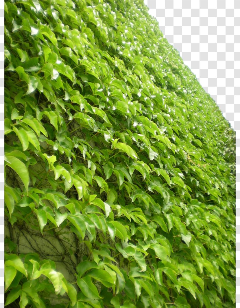 Parthenocissus Tricuspidata Virginia Creeper Vine Greening Plant - Ivy - Green Wall Tiger Transparent PNG