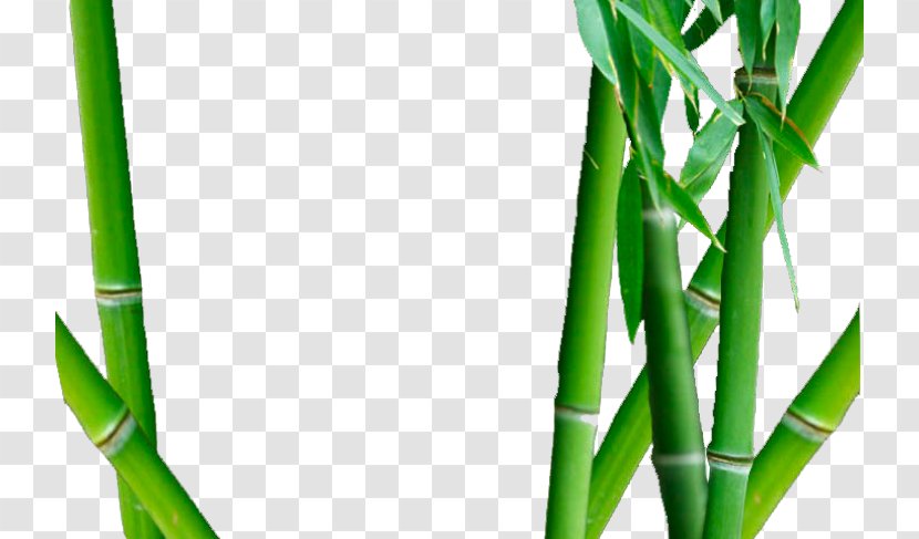 Bamboo Close-up - Grass Transparent PNG