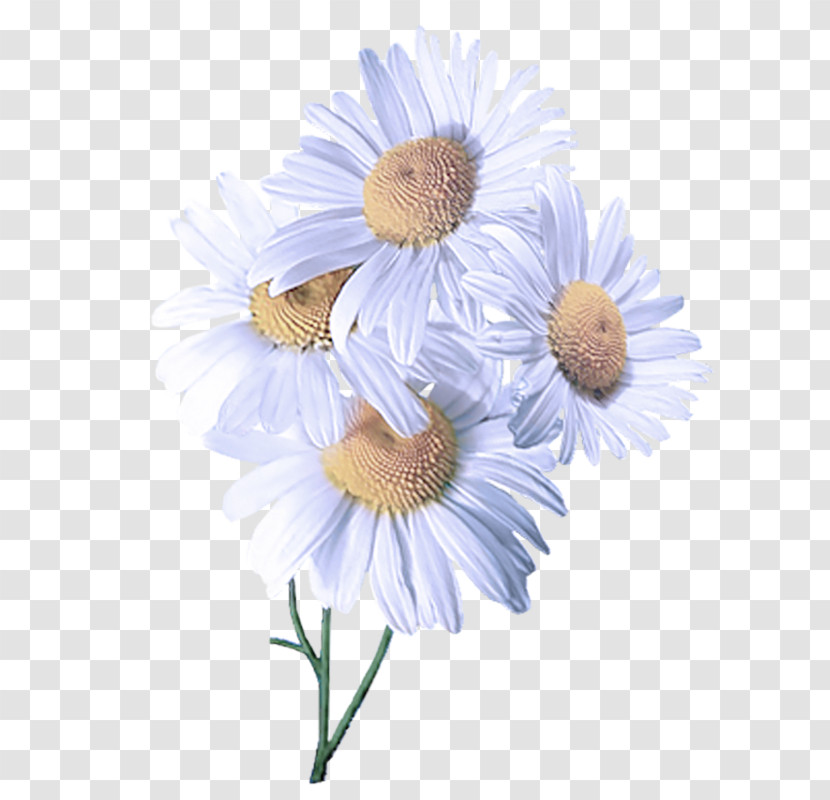 Daisy Transparent PNG