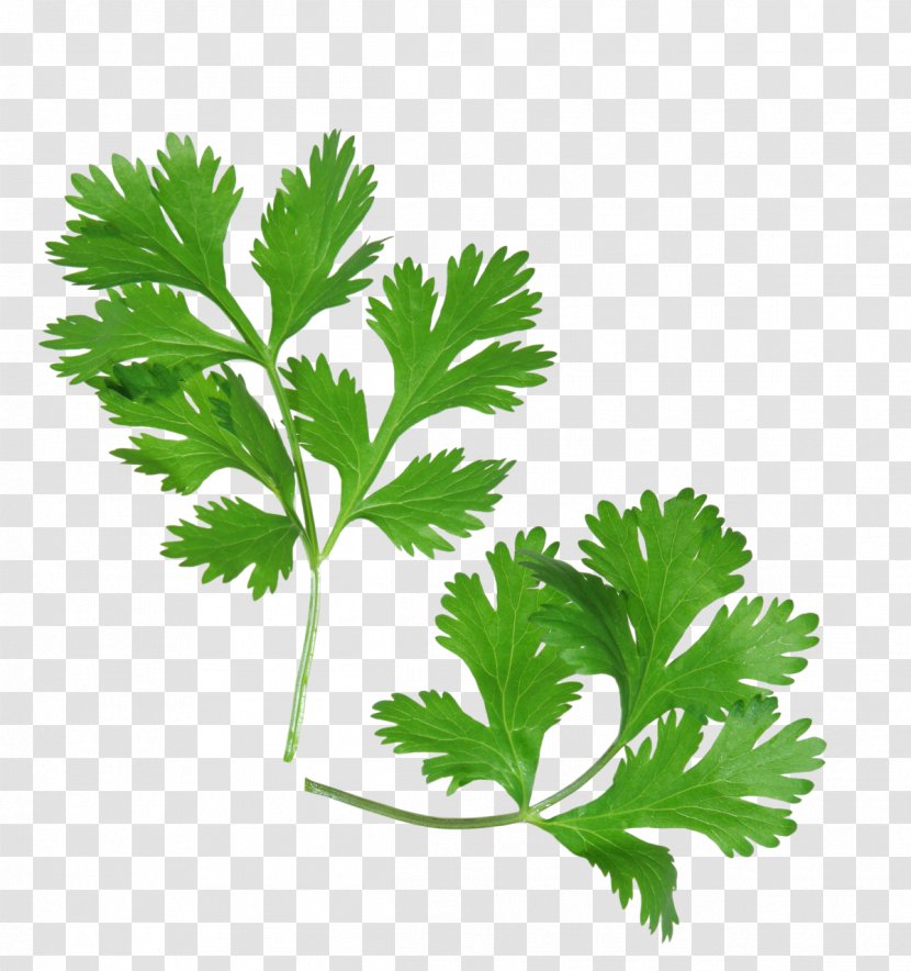 Coriander Health Mexican Cuisine Herb Parsley Transparent PNG