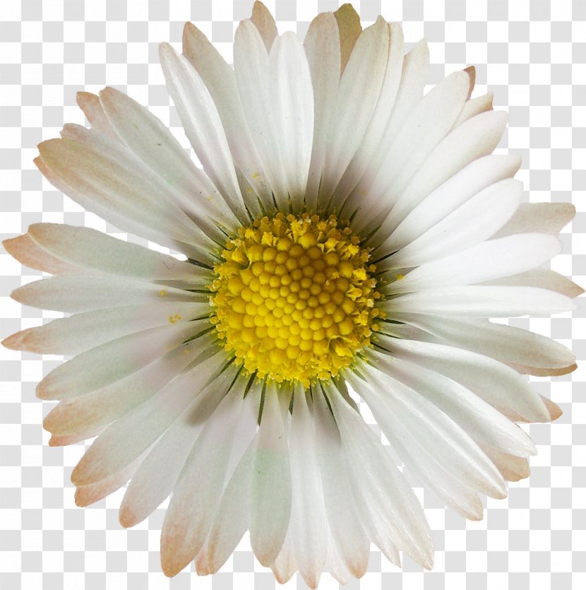 Oxeye Daisy Chrysanthemum Family Argyranthemum Frutescens Flower - Silhouette - Camomile Transparent PNG