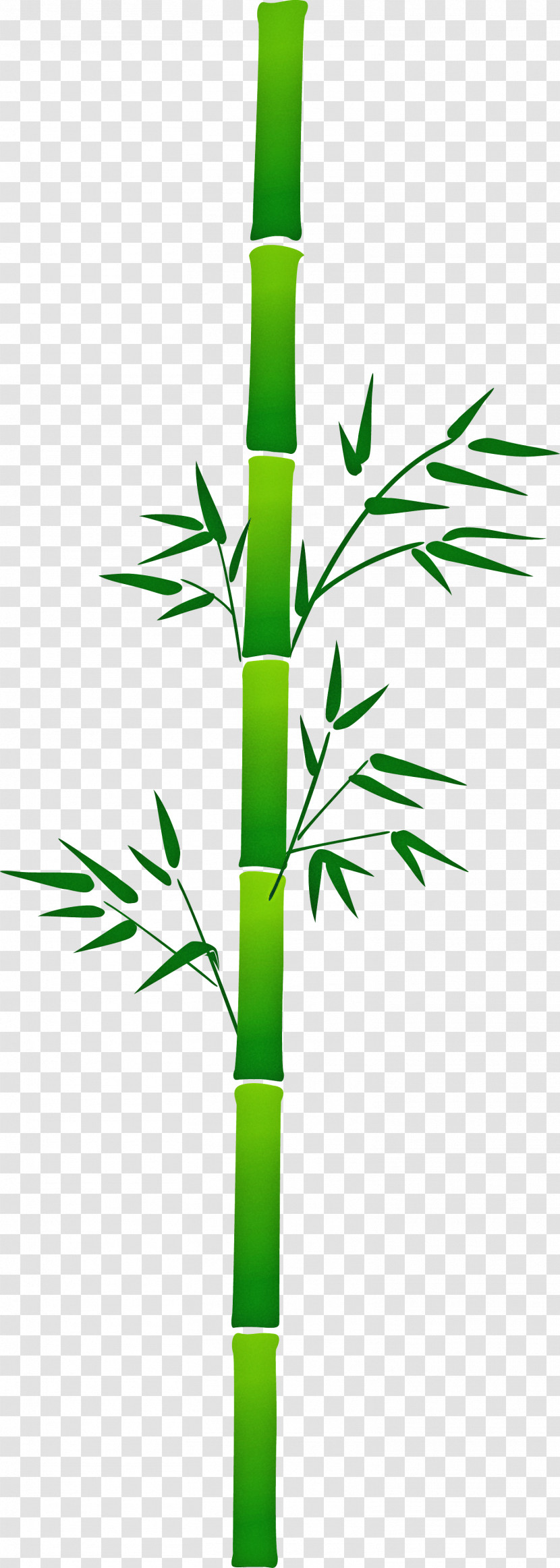 Bamboo Leaf Transparent PNG