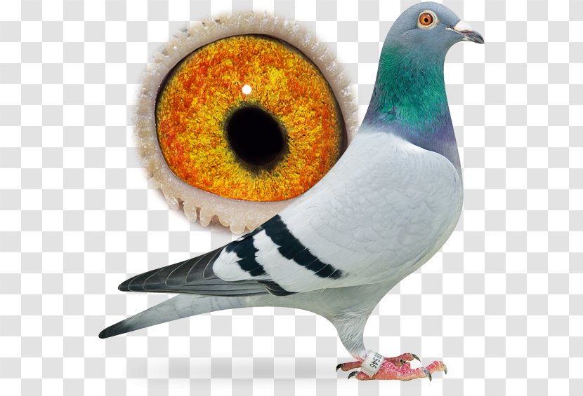 Homing Pigeon Columbidae Racing Bird Breed - Animal - Dangling Ring Transparent PNG