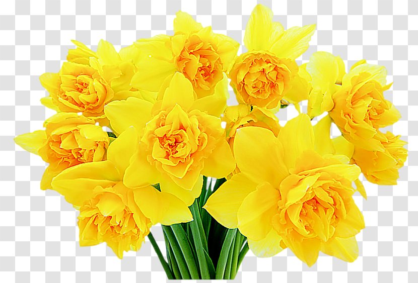 Clip Art Daffodil Flower Jonquille - Floral Design - Jonquil Thumbnail Cache Transparent PNG