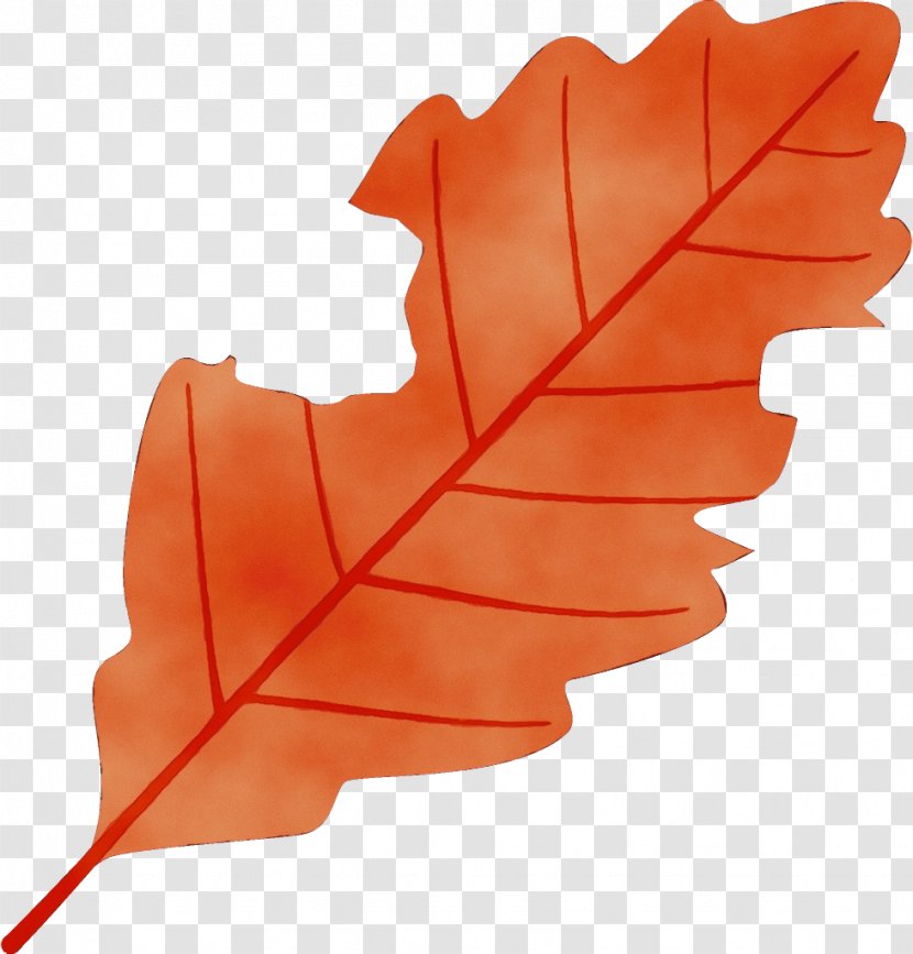 Maple Leaf - Plane Plant Transparent PNG