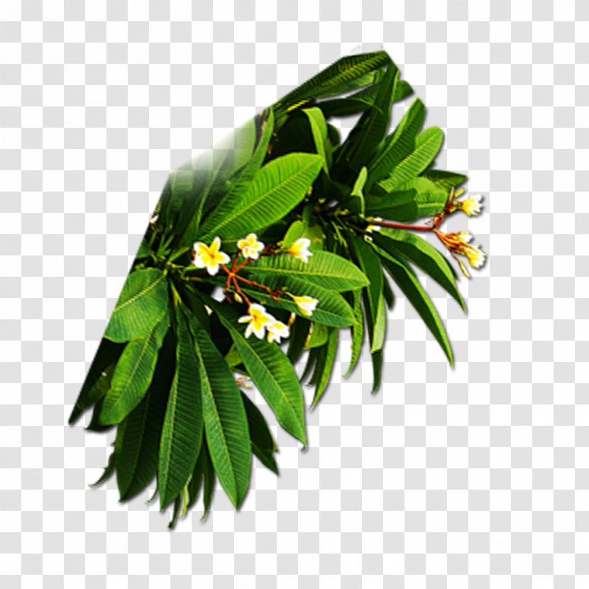 Branch Leaf Green - Color - Leaves Transparent PNG