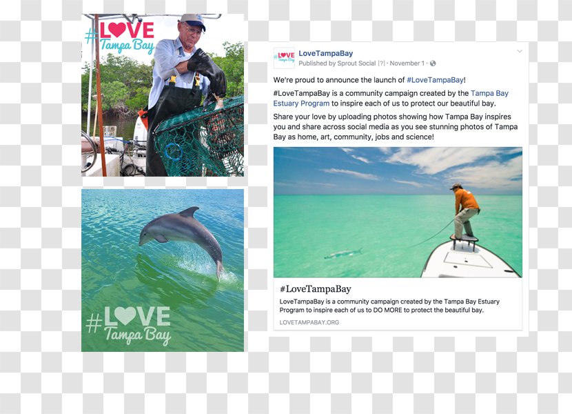 Water Resources Recreation Advertising Vacation - Whales Dolphins And Porpoises Transparent PNG