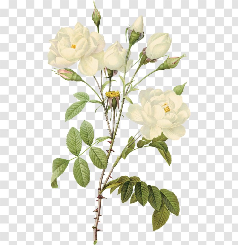 Paper Printmaking Rose Printing Botanical Illustration - Branch - White Roses Transparent PNG