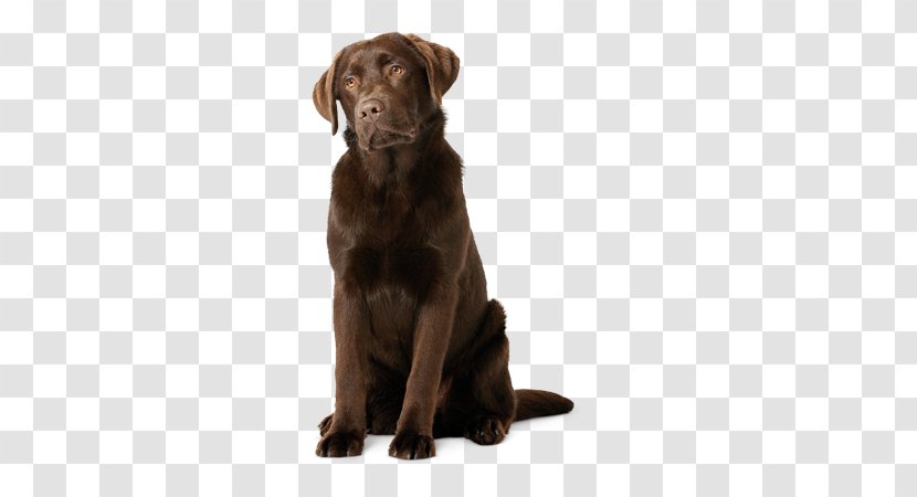 Labrador Retriever Flat-Coated Puppy Dog Breed Golden - Royal Canin Transparent PNG