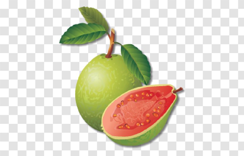 Vector Graphics Guava Royalty-free Illustration Clip Art - Stock Photography - Guave Ecommerce Transparent PNG