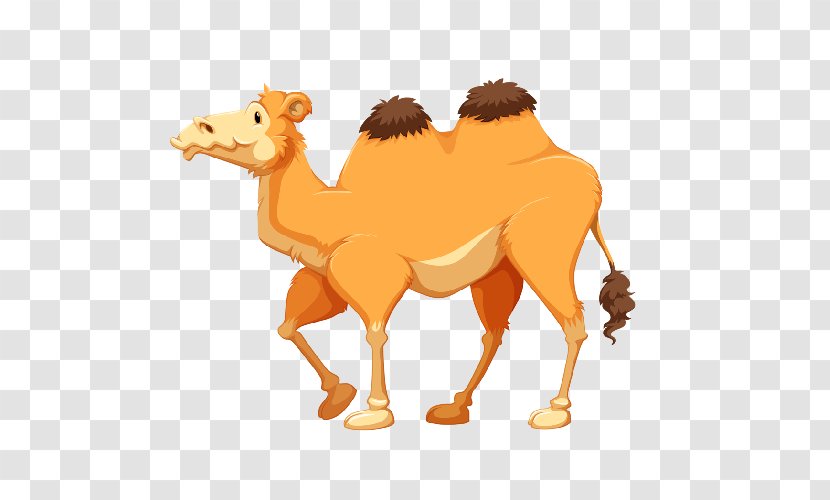 Vector Graphics Clip Art Royalty-free Illustration Image - Camel Transparent PNG