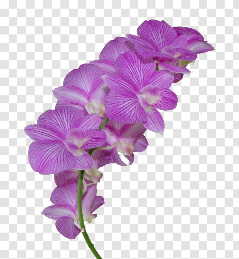 Flower Clip Art - Moth Orchid Transparent PNG