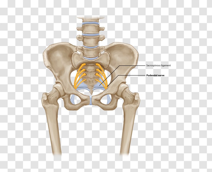 Greater Trochanteric Pain Syndrome Bursitis Quadratus Lumborum Muscle Synovial Bursa Hip - Skeleton - Pudendal Nerve Transparent PNG