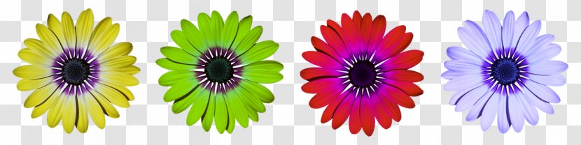Flower Common Daisy Photography - Floral Design - Dark Green And Purple Transparent PNG