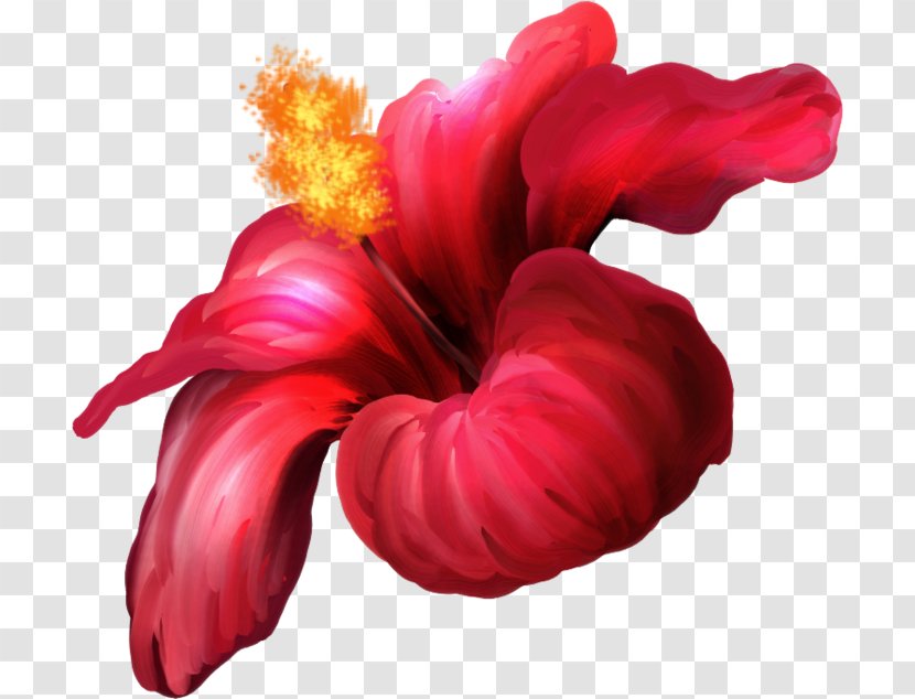 Flower Image Blog Hit - Malvales Transparent PNG