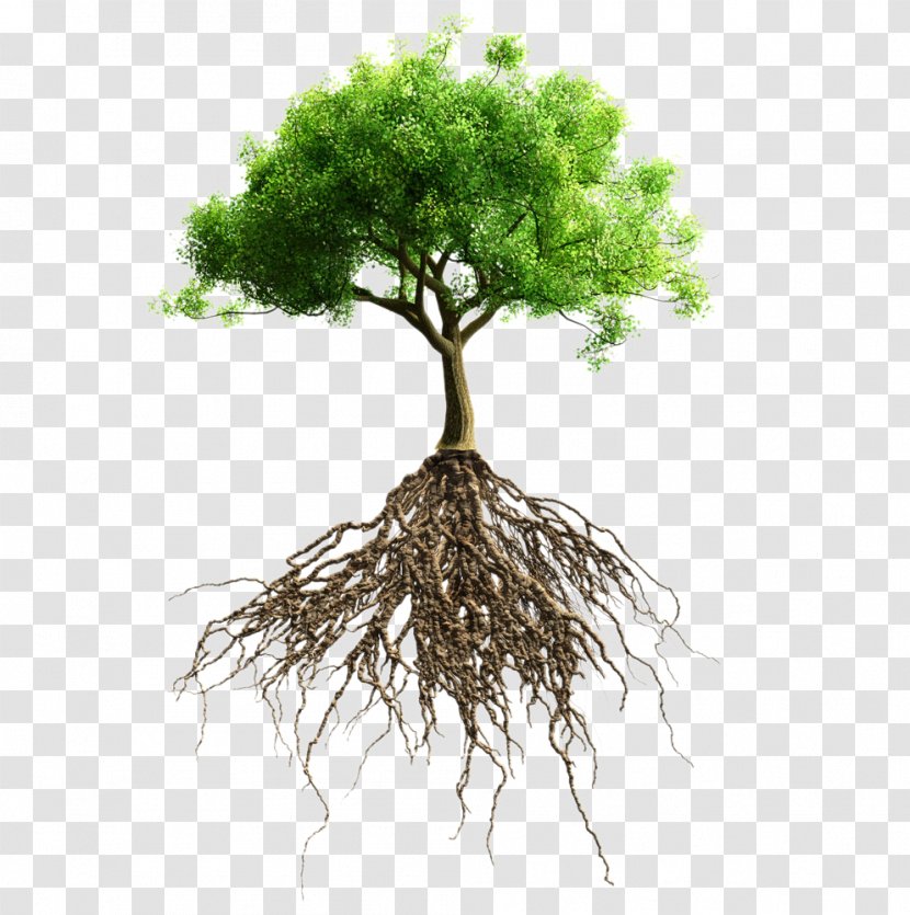 Root Tree Stock Photography Stock.xchng - Plant - HD Green Trees Transparent PNG